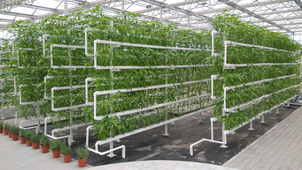 無(wú)土栽培智能溫室